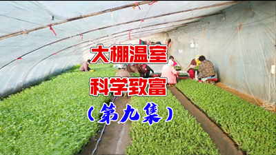 青島風全溫室配套有限公司